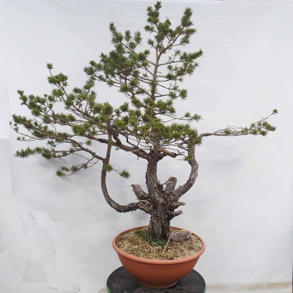 Yamadori - Pinus sylvestris Spanje