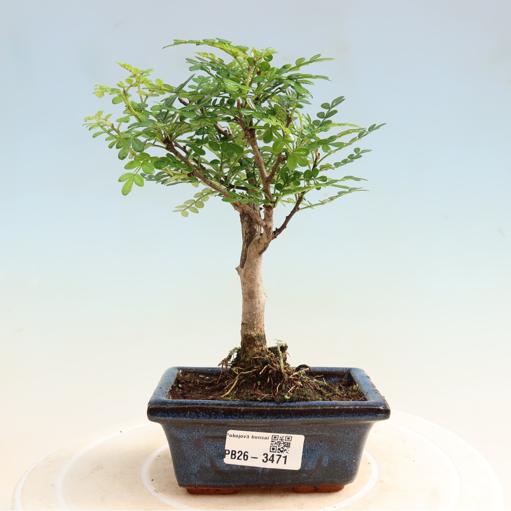 Kamerbonsai - Zantoxylum piperitum - peperboom