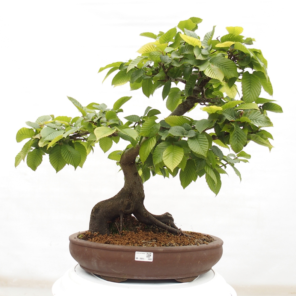 Bonsai voor buiten - Haagbeuk - Carpinus betulus
