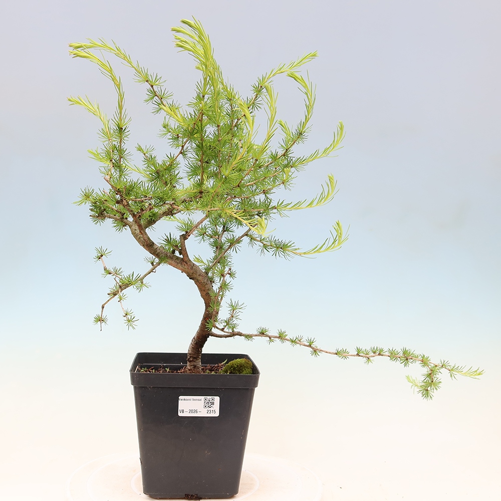 Bonsai voor buiten -Larix decidua - Lariks