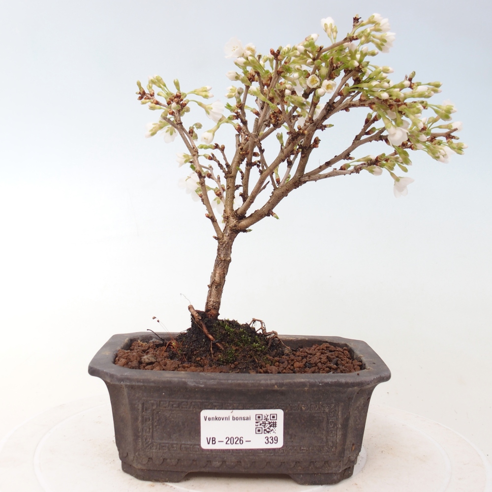 Bonsai voor buiten - Prunus incisa Kojou-no mai-Plivon uitgesneden