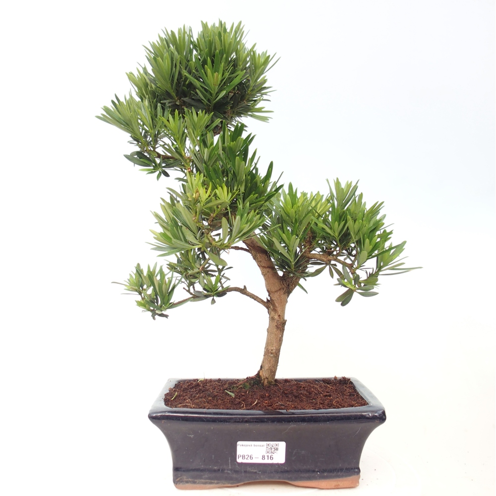 Kamerbonsai - Podocarpus - Taxus