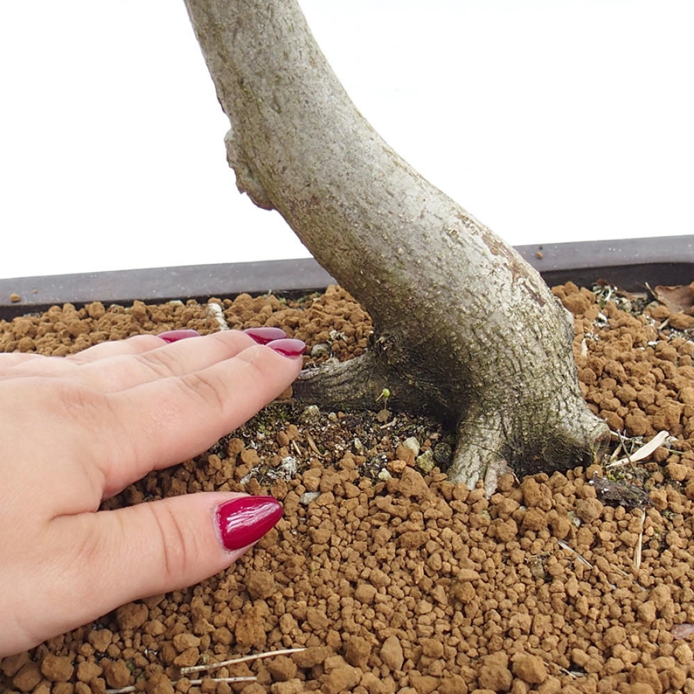 Bonsai voor buiten - Haagbeuk - Carpinus betulus