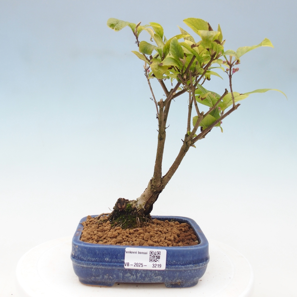 Bonsai voor buiten - Callicarpa japonica