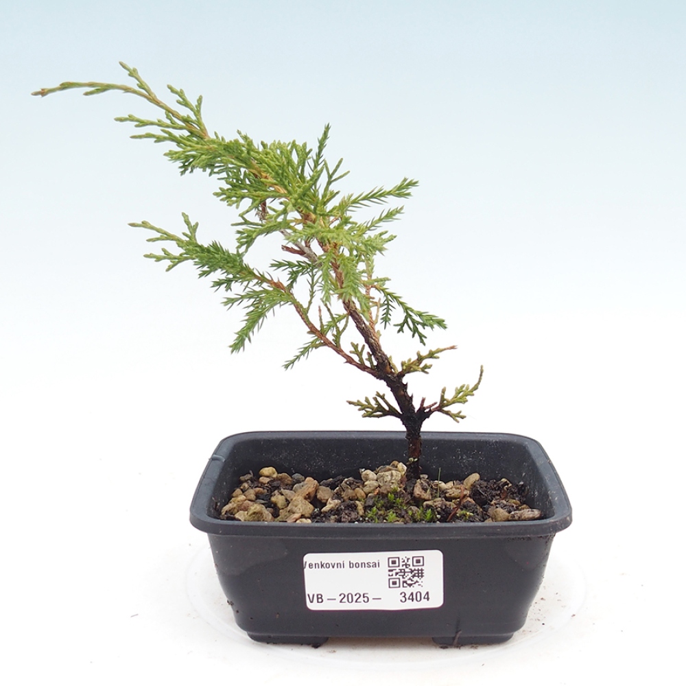 Bonsai voor buiten - Juniperus chinensis Itoigawa