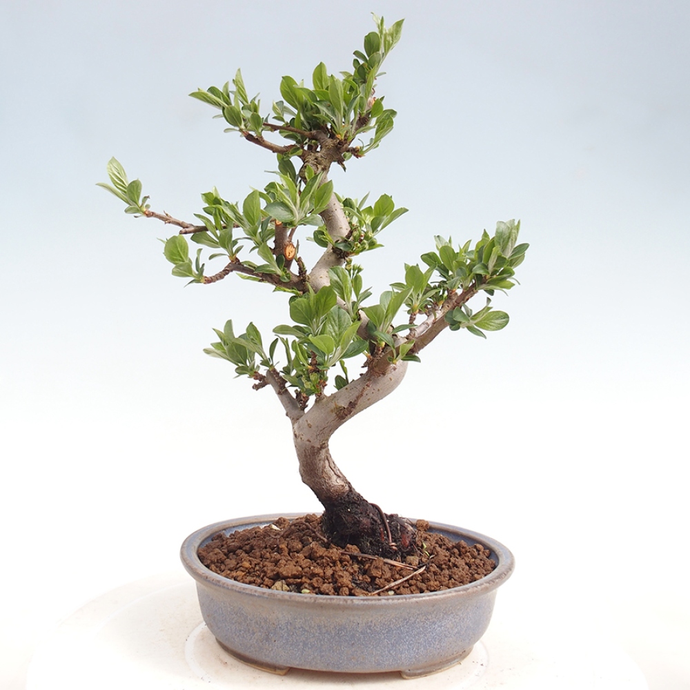 Bonsai voor buiten - Malus sargentii - Appelboom met kleine vruchten