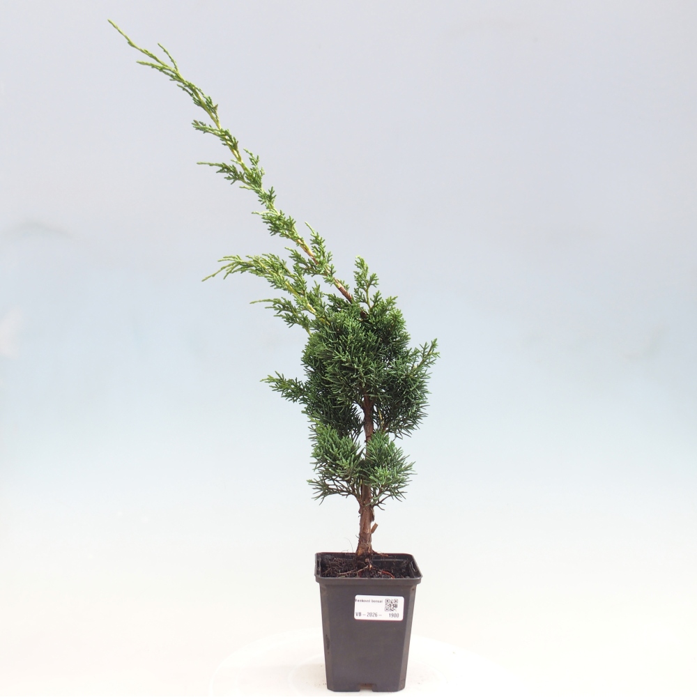 Bonsai voor buiten - Juniperus chinensis Kishu