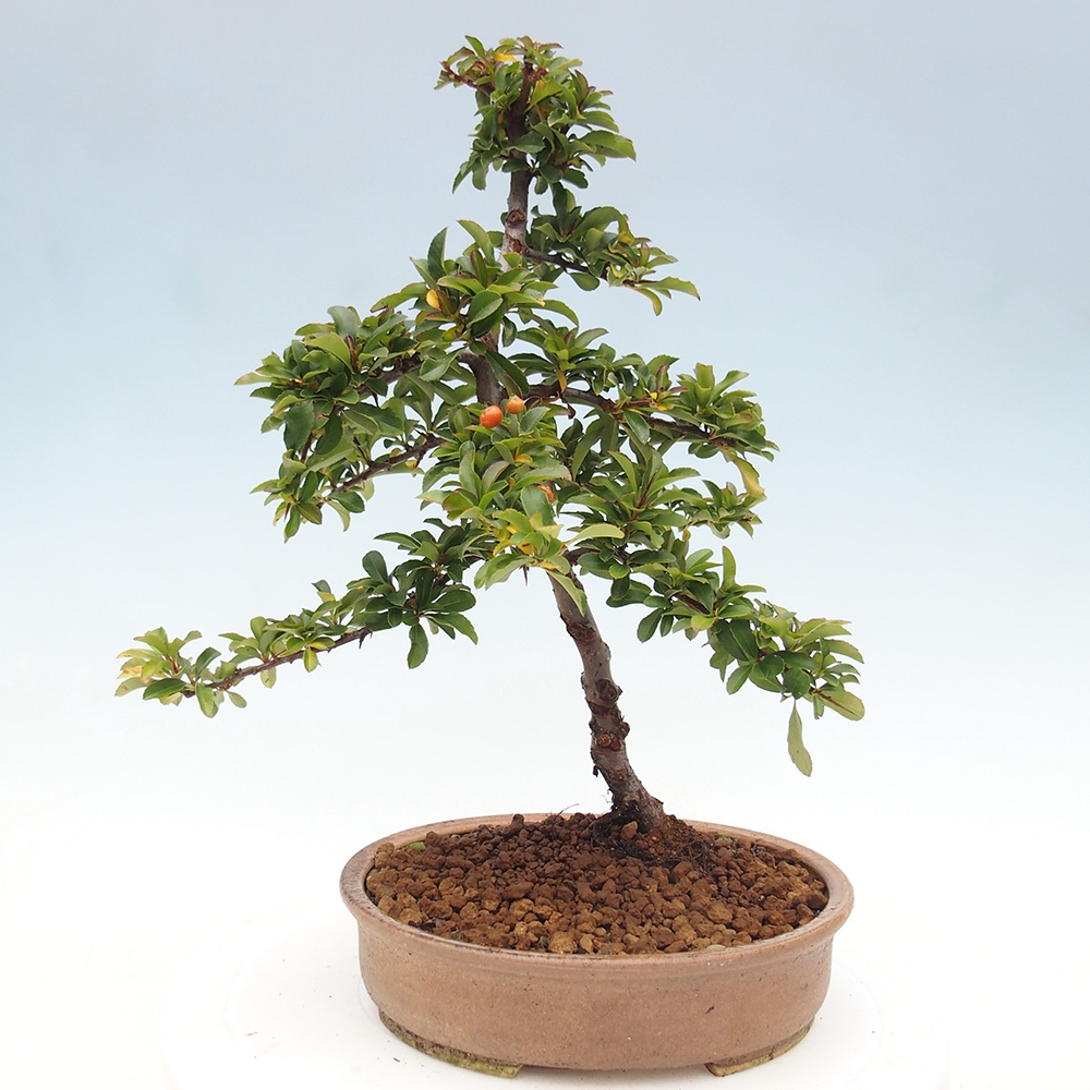 Bonsai-Pyracantha Teton voor buiten -Hlox