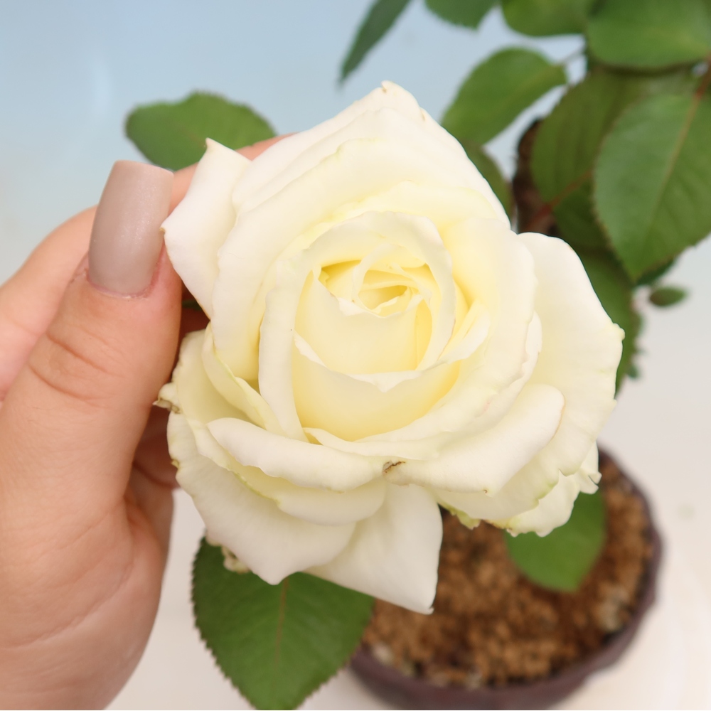 Bonsai voor buiten - Rosa Kordes - roos