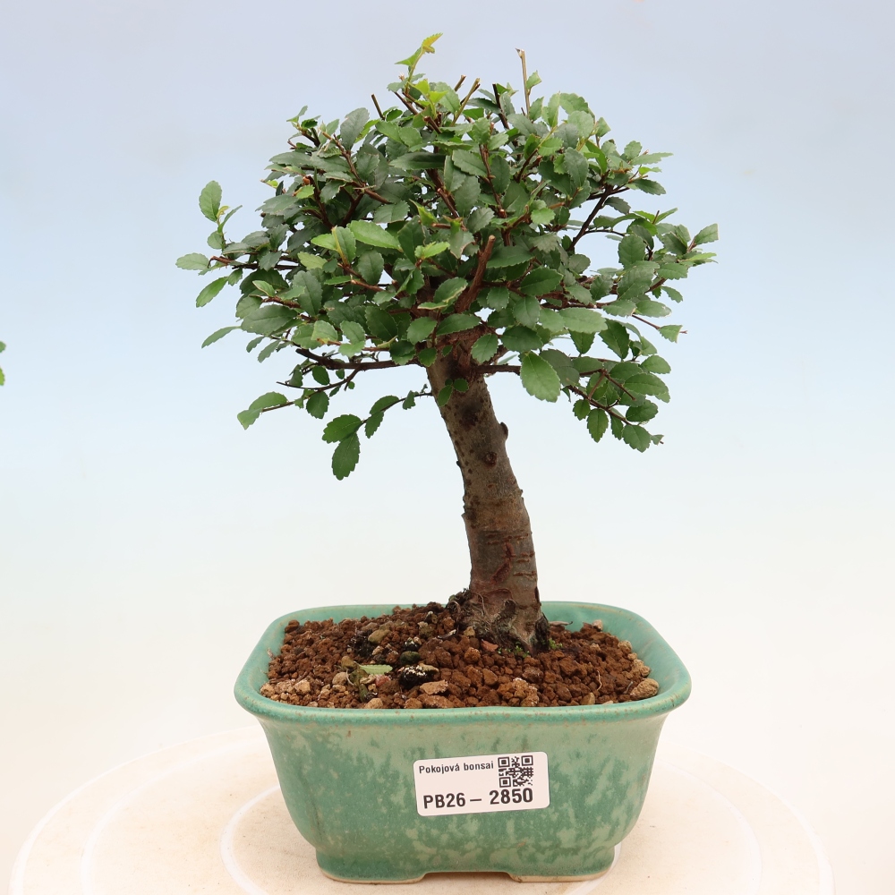 Kamerbonsai - Ulmus parvifolia - Winteriep