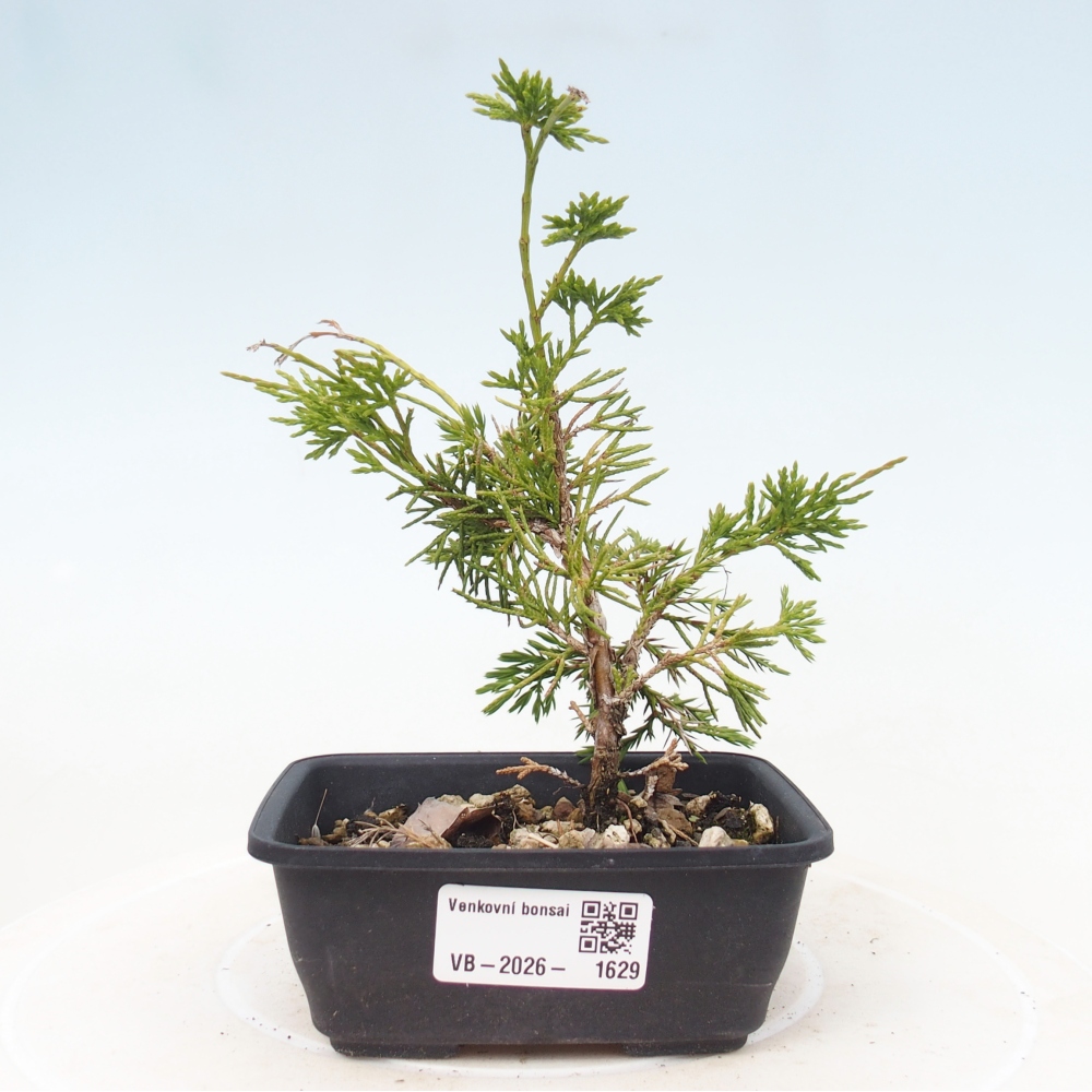 Bonsai voor buiten - Juniperus chinensis Itoigawa