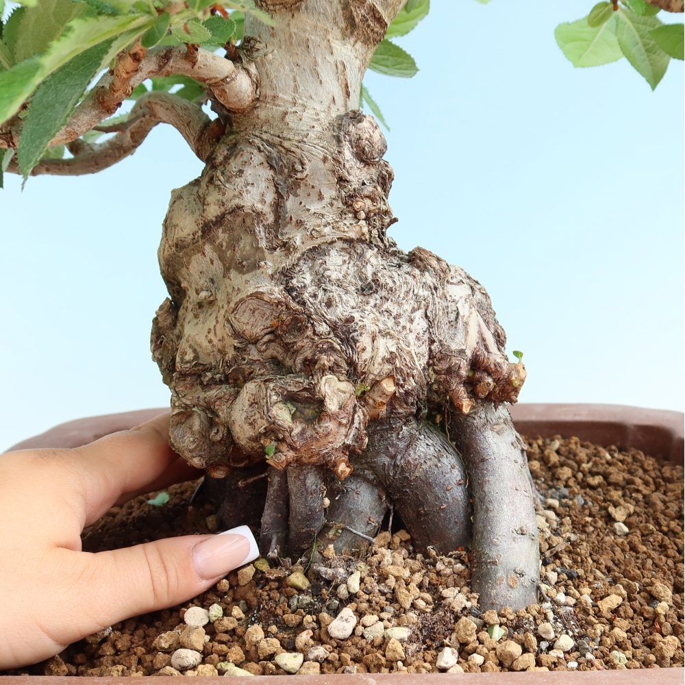 Bonsai voor buiten - Photinia villosa