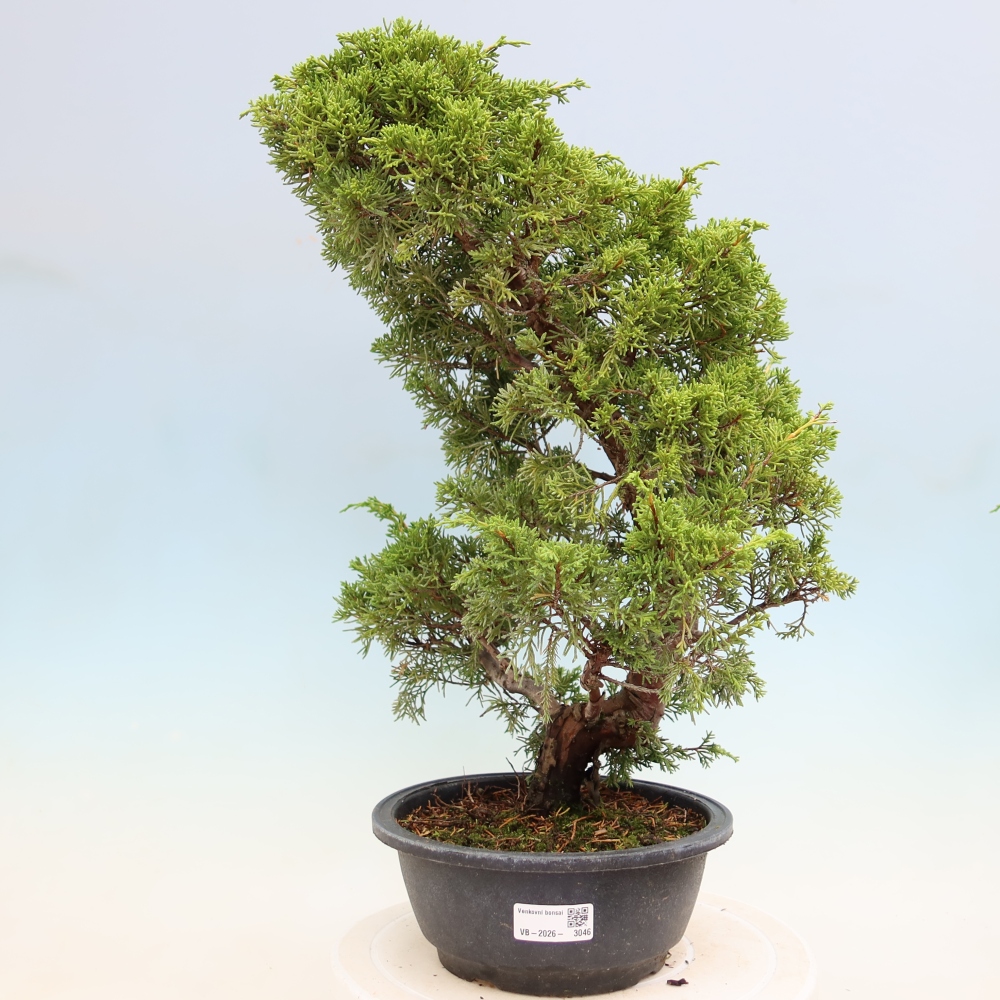 Bonsai voor buiten - Juniperus chinensis Itoigawa-Juniperus chinensis
