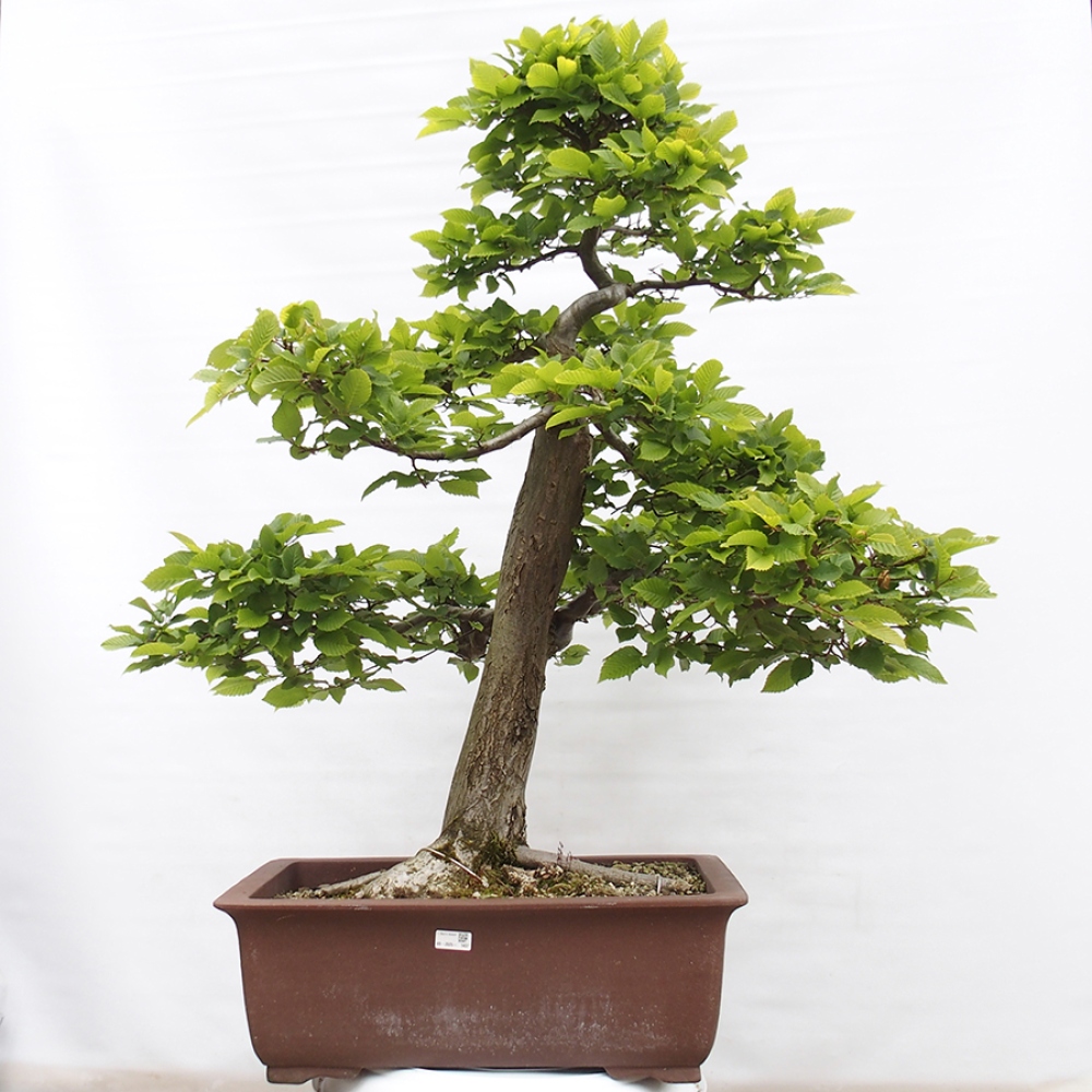Bonsai voor buiten - Haagbeuk - Carpinus betulus