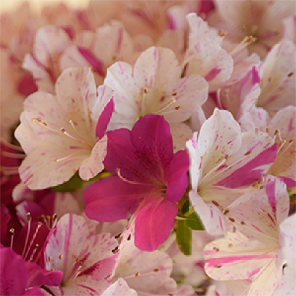 Bonsai voor buiten - Japanse azalea - Azalea Kaminoyamakirin