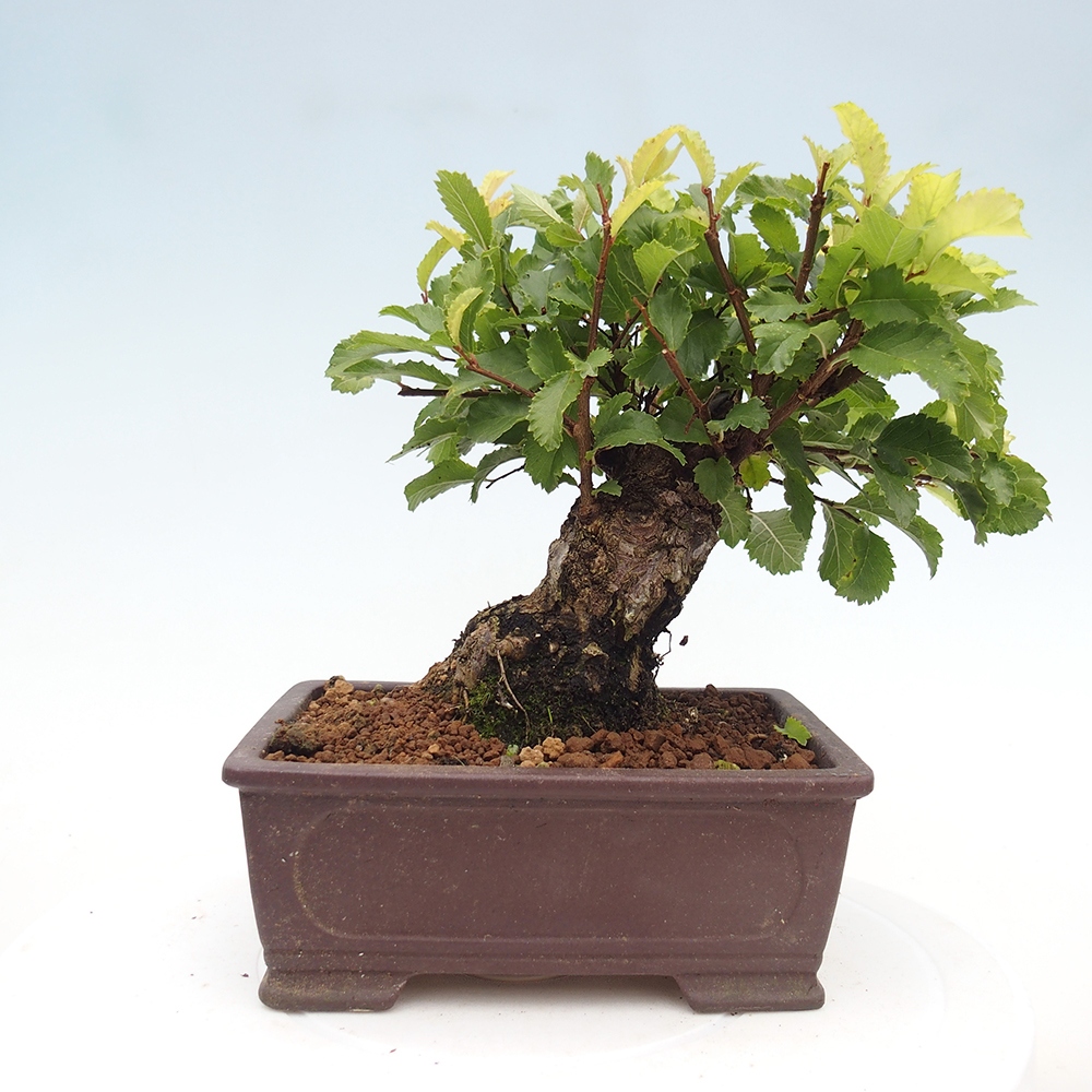 Bonsai voor buiten - Zelkova - Zelkova NIRE