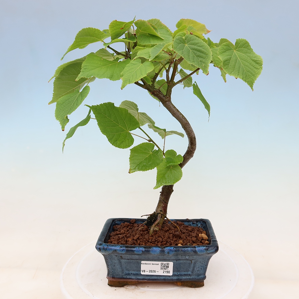Buitenbonsai - Hartbladige linde - Tilia cordata