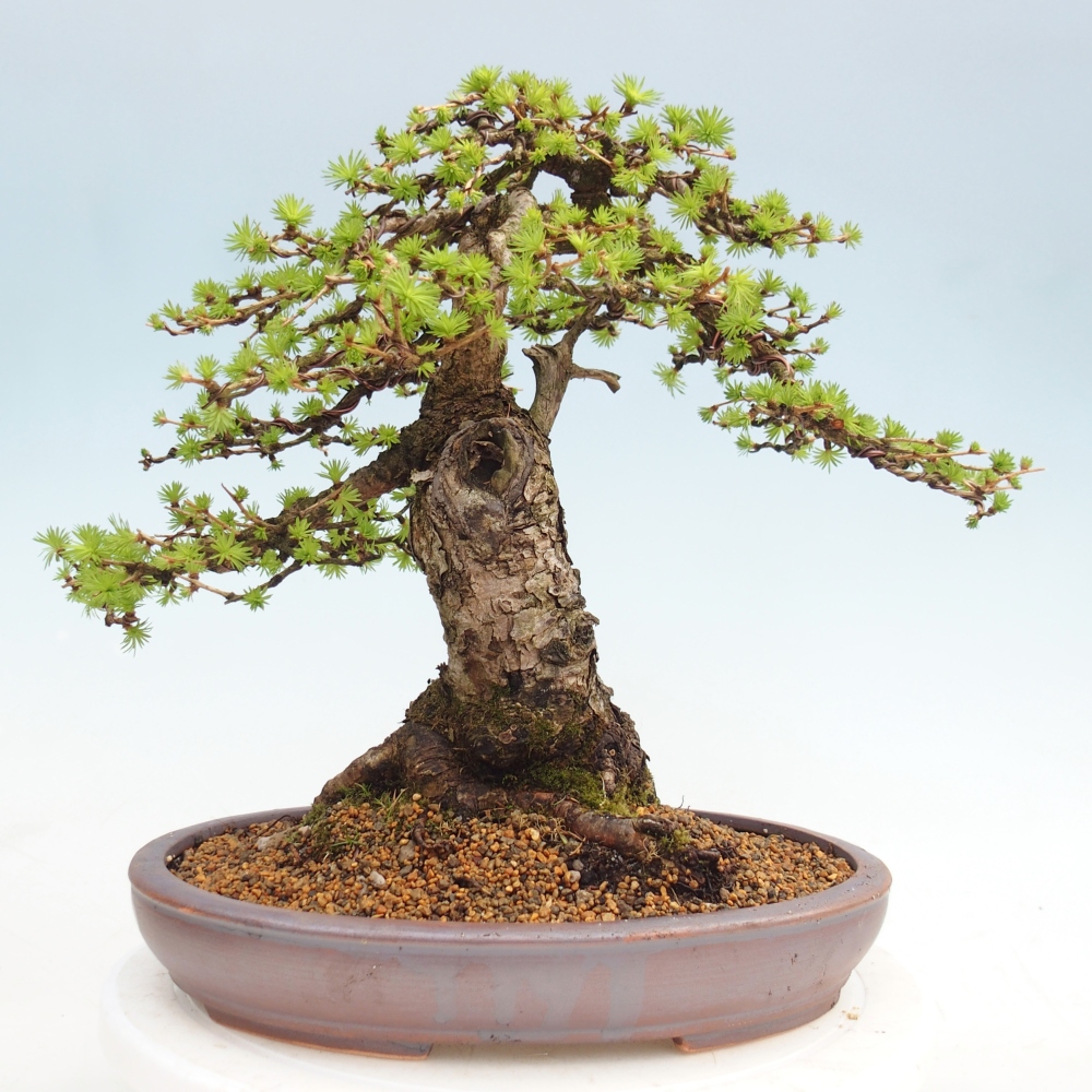 Bonsai voor buiten -Larix decidua - Lariks