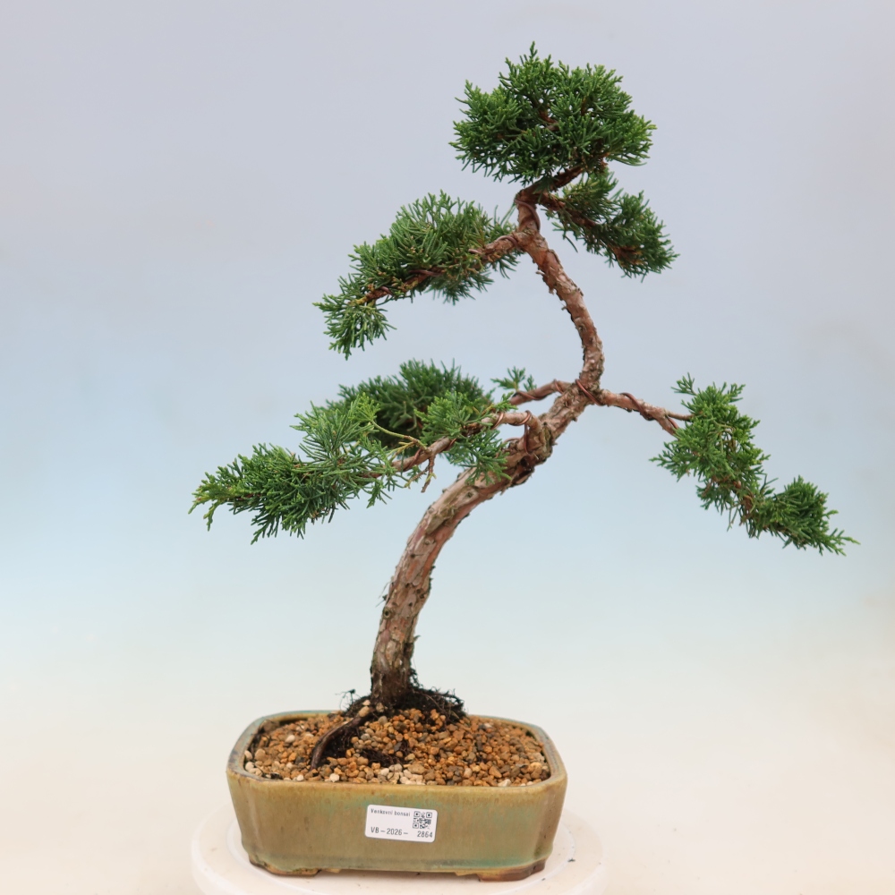 Bonsai voor buiten - Juniperus chinensis Kishu