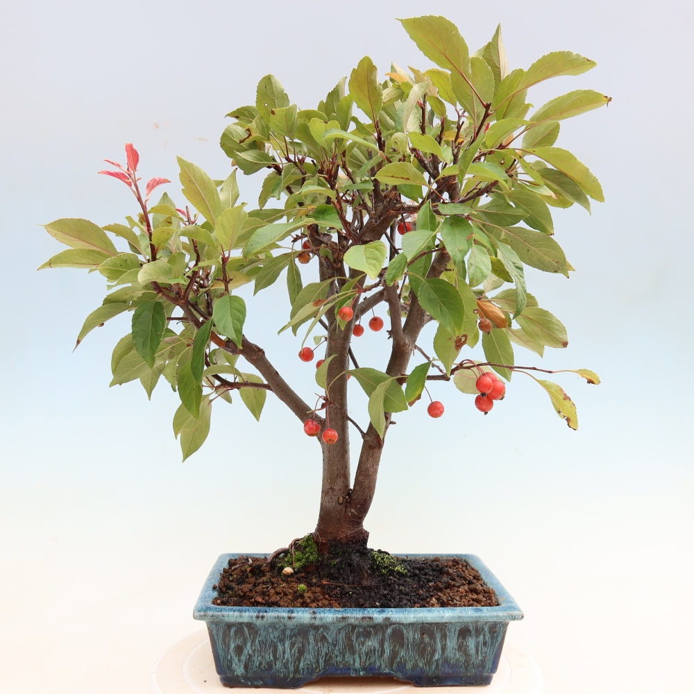 Bonsai voor buiten -Malus domestica - Roodbladige appelboom met kleine vruchten