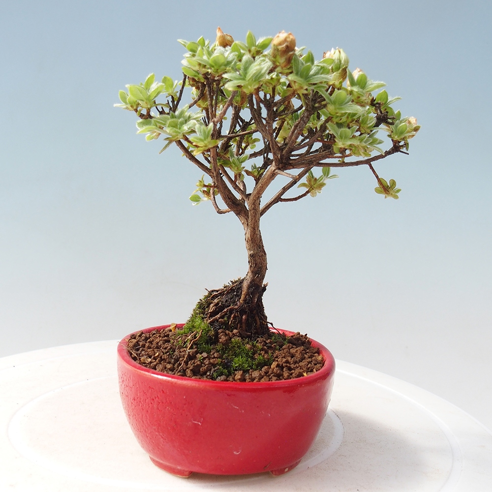Bonsai voor buiten - Rhododendron indicum - Japanse azalea