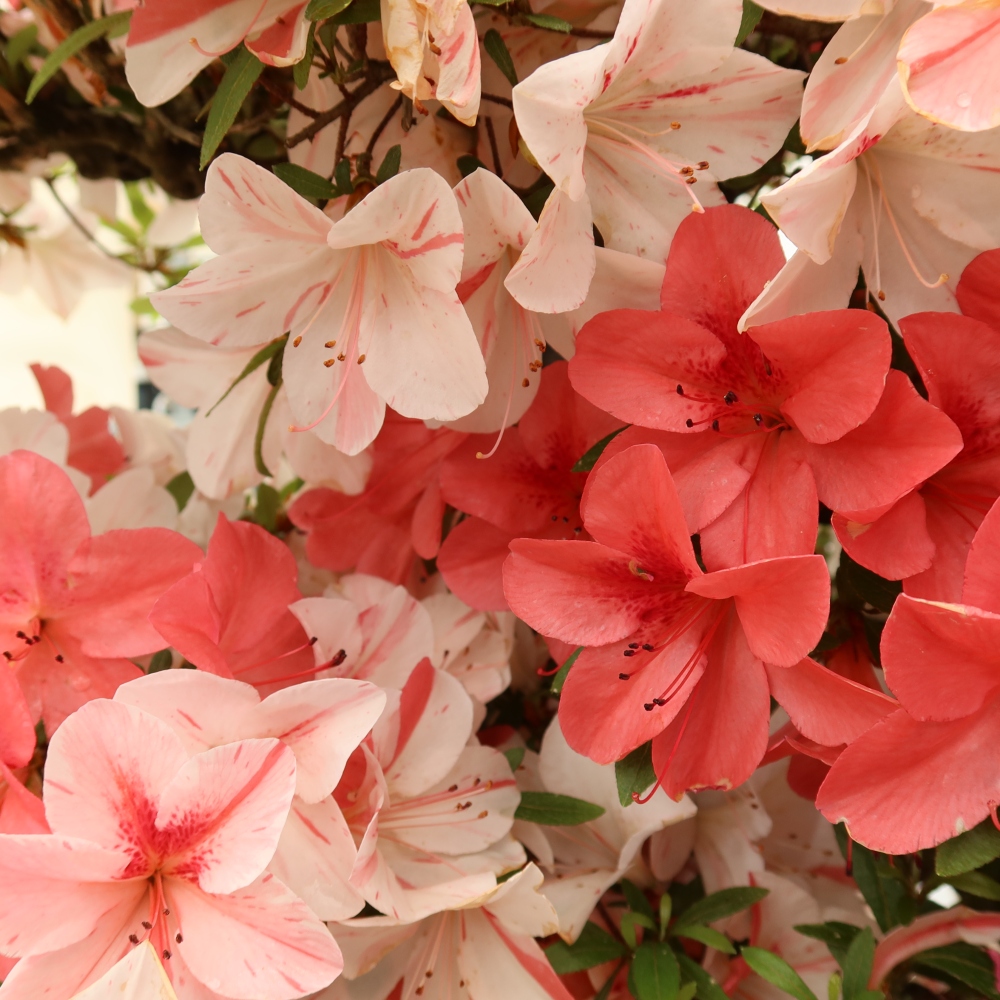 Bonsai voor buiten - Japanse azalea - Azalea Kinu-no-Hikari