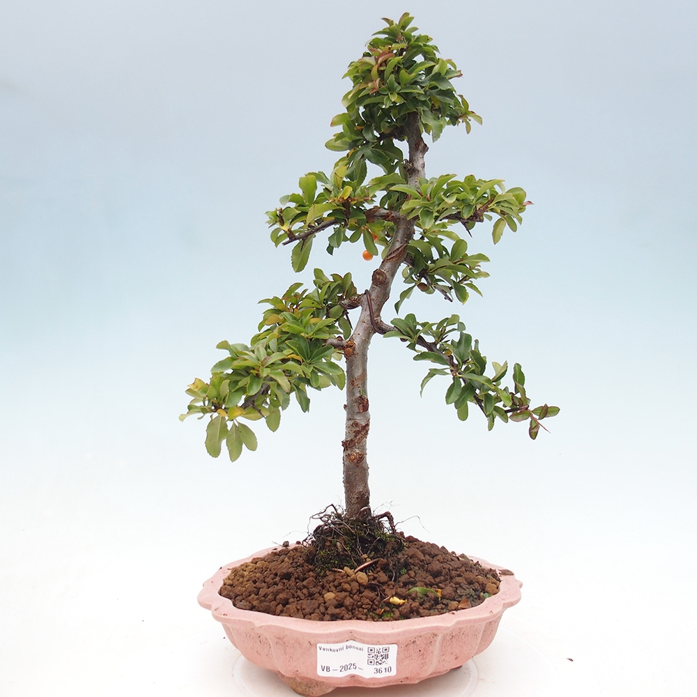 Bonsai-Pyracantha Teton voor buiten -Hlox