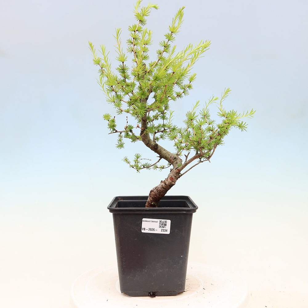 Bonsai voor buiten -Larix decidua - Lariks