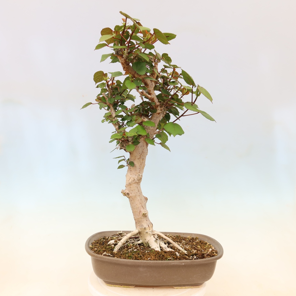 Bonsai voor binnen - Hibiscus tiliaceus - Zee Hibiscus
