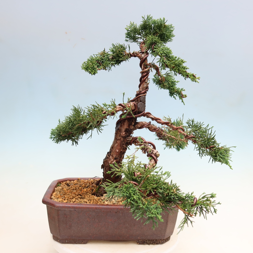 Bonsai voor buiten - Juniperus chinensis Kishu