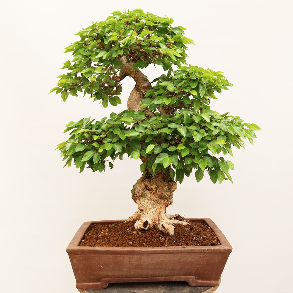 Bonsai voor buiten -Carpinus Coreana - Koreaanse haagbeuk