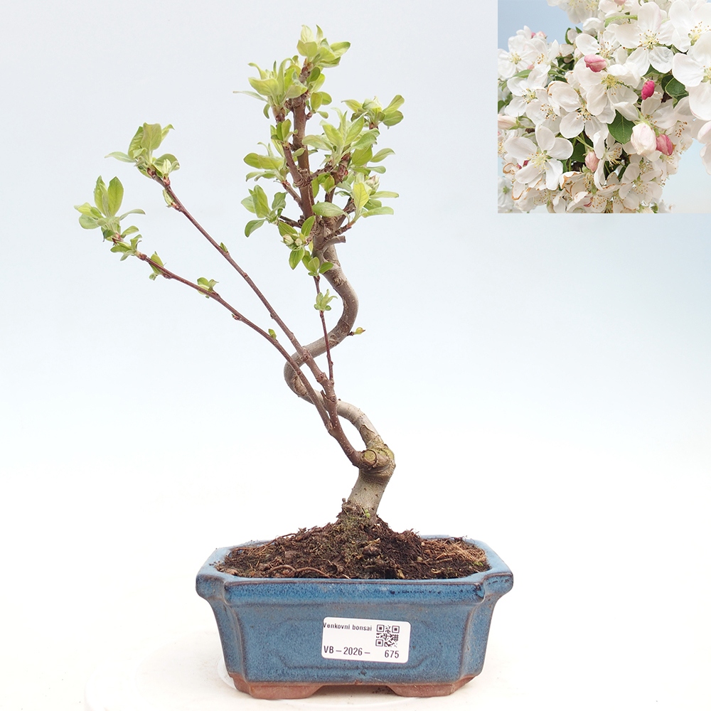 Bonsai voor buiten -Malus halliana - Appelboom met kleine vruchten