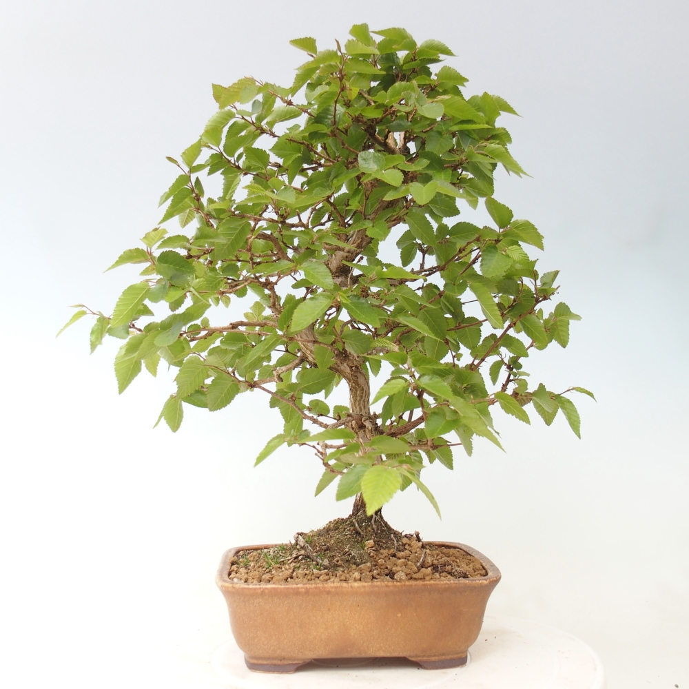 Bonsai voor buiten -Carpinus CARPINOIDES - Koreaanse haagbeuk