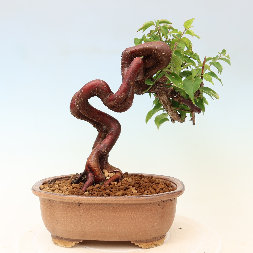 Bonsai voor buiten – Japanse abrikoos – Prunus Mume
