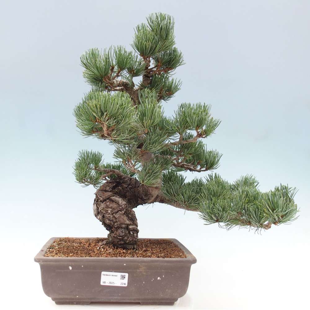 Bonsai voor buiten - Pinus parviflora - Pinus parviflora