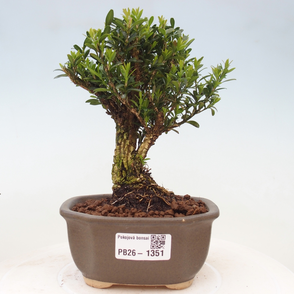 Kamerbonsai - Buxus harlandii - kurk buxus