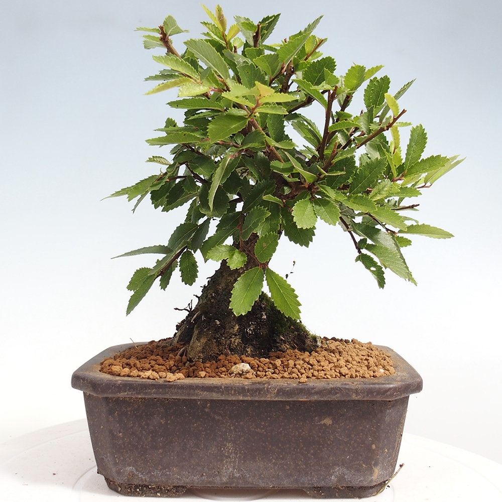 Bonsai voor buiten - Zelkova - Zelkova NIRE