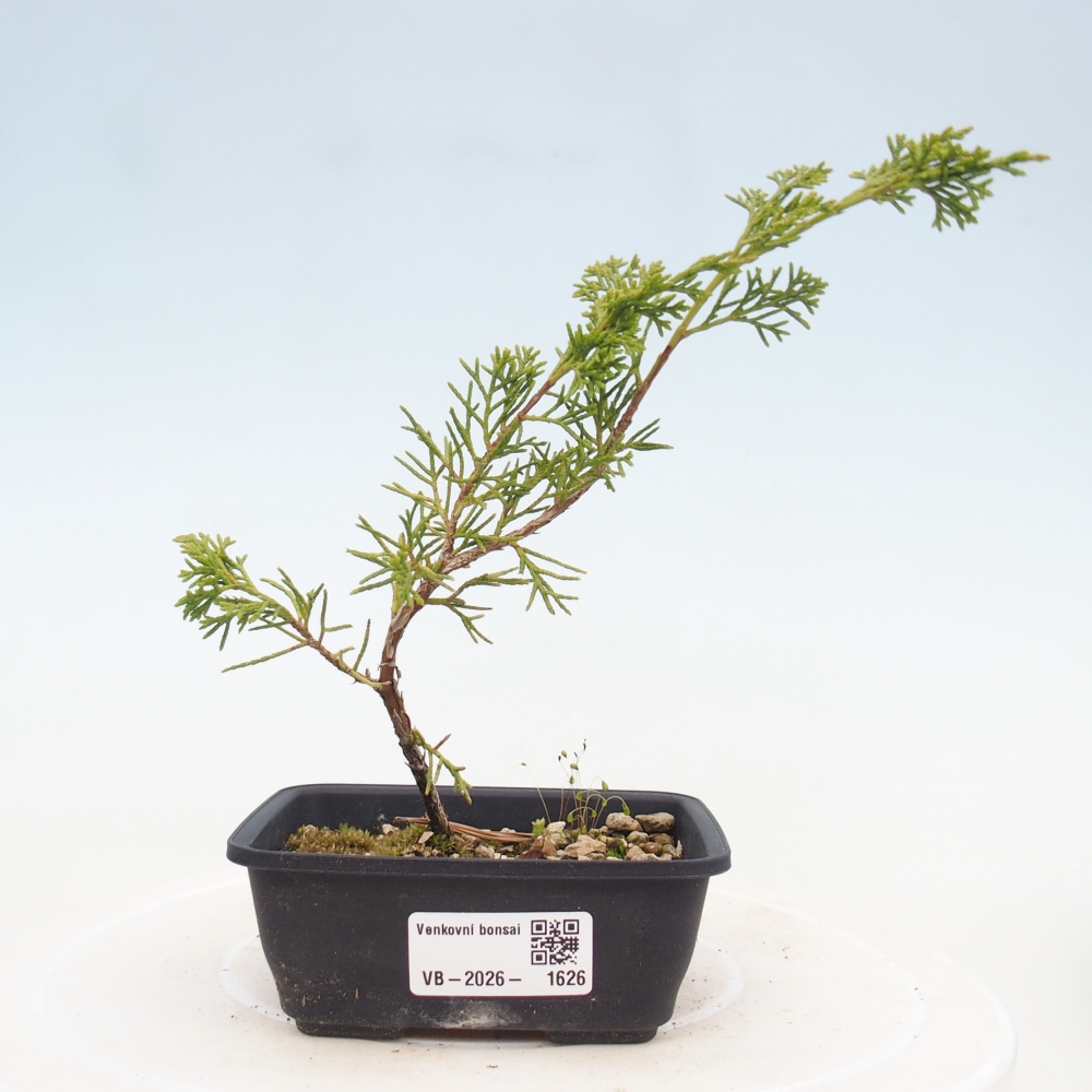 Bonsai voor buiten - Juniperus chinensis Itoigawa