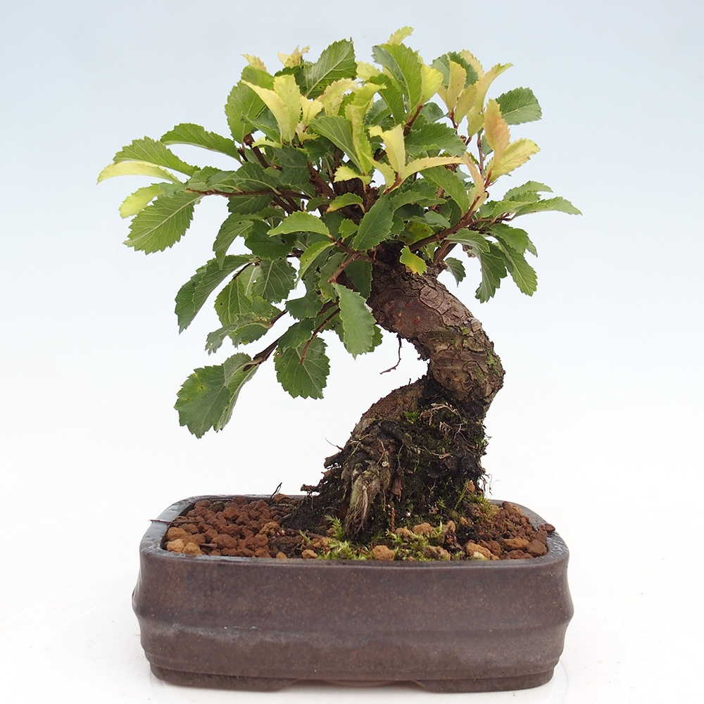 Bonsai voor buiten - Zelkova - Zelkova NIRE
