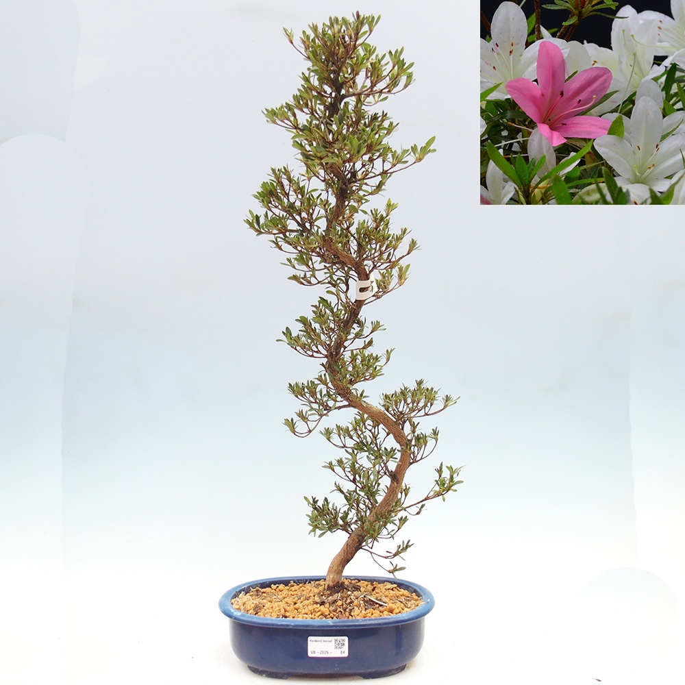 Bonsai voor buiten - Japanse Azalea - Azalea Hakurin