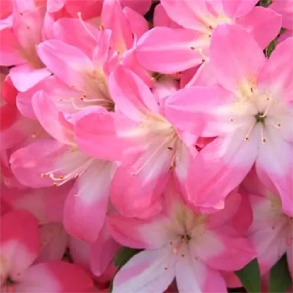 Bonsai voor buiten - Japanse Azalea - Azalea Akari