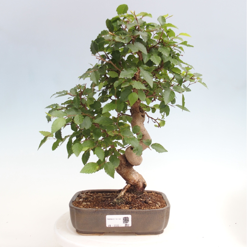 Bonsai voor buiten -Carpinus CARPINOIDES - Koreaanse haagbeuk