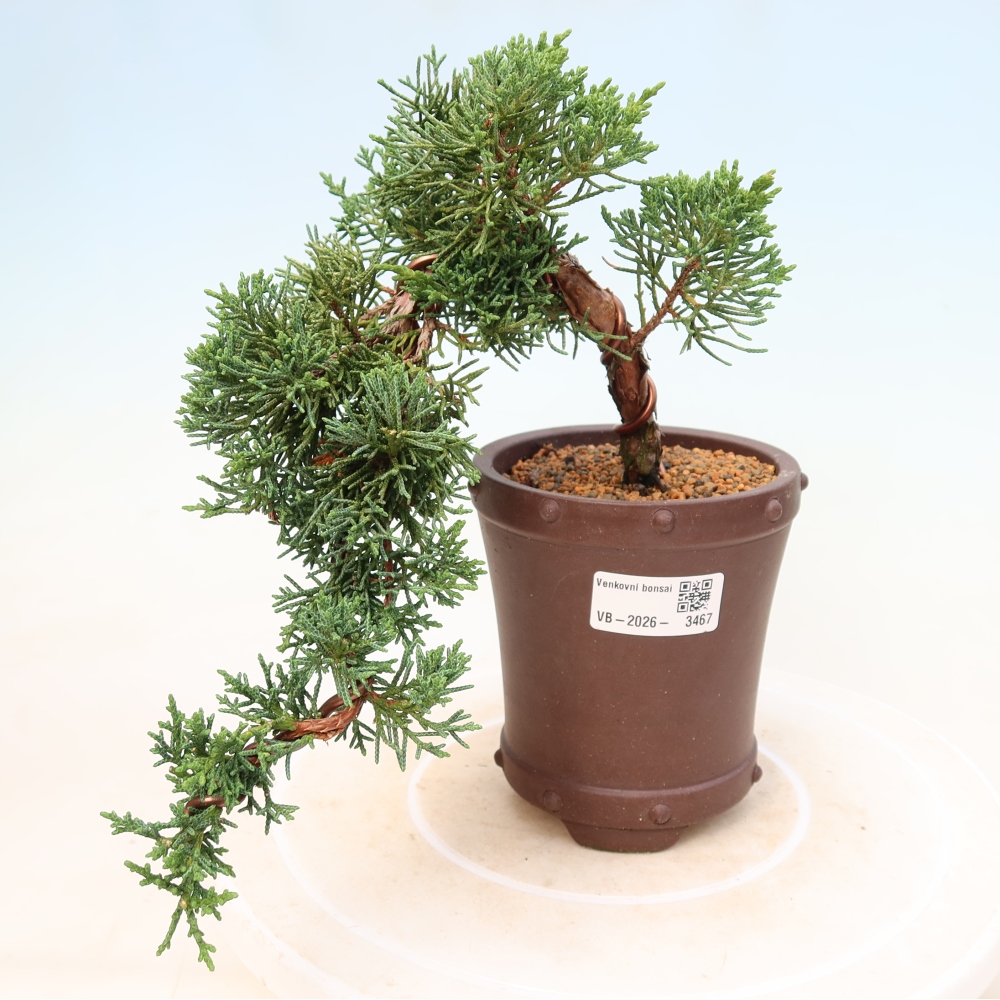 Bonsai voor buiten - Juniperus chinensis Kishu