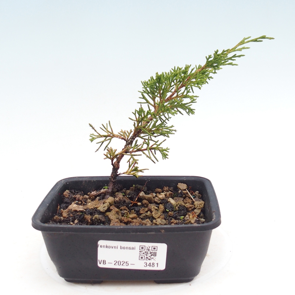 Bonsai voor buiten - Juniperus chinensis Itoigawa
