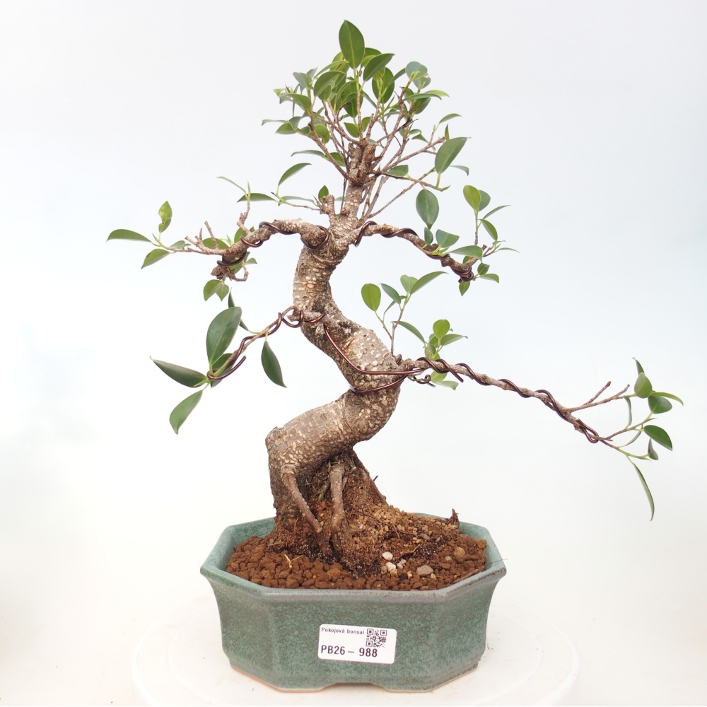 Kamerbonsai - Ficus retusa - kleinbladige ficus
