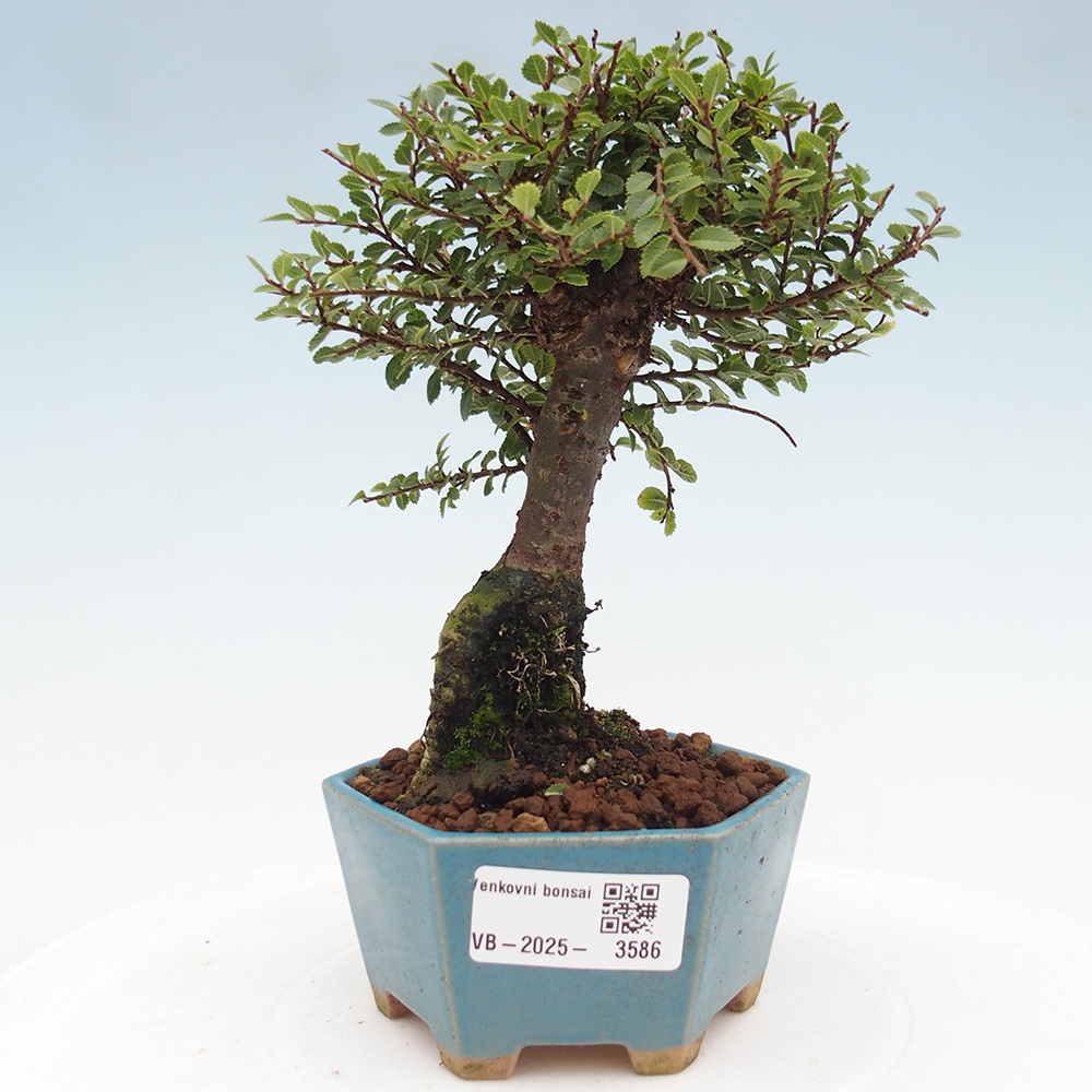 Bonsai voor buiten - Ulmus parvifolia Hokkaido - Chinese iep