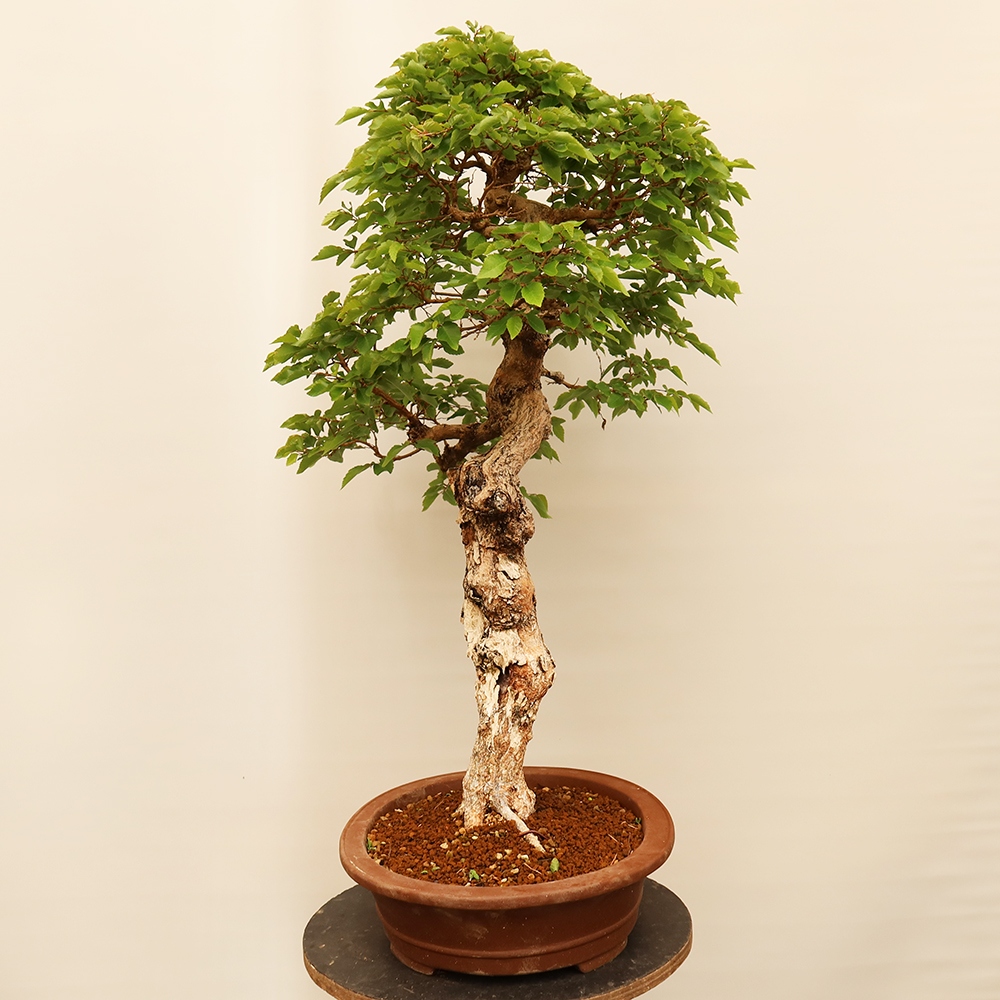 Bonsai voor buiten -Carpinus Coreana - Koreaanse haagbeuk