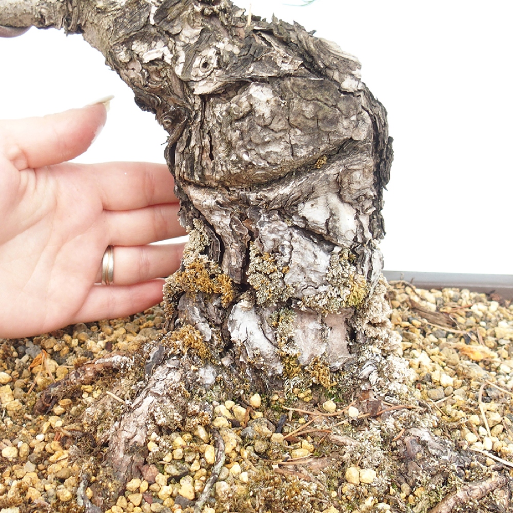 Bonsai voor buiten - Pinus parviflora - Pinus parviflora