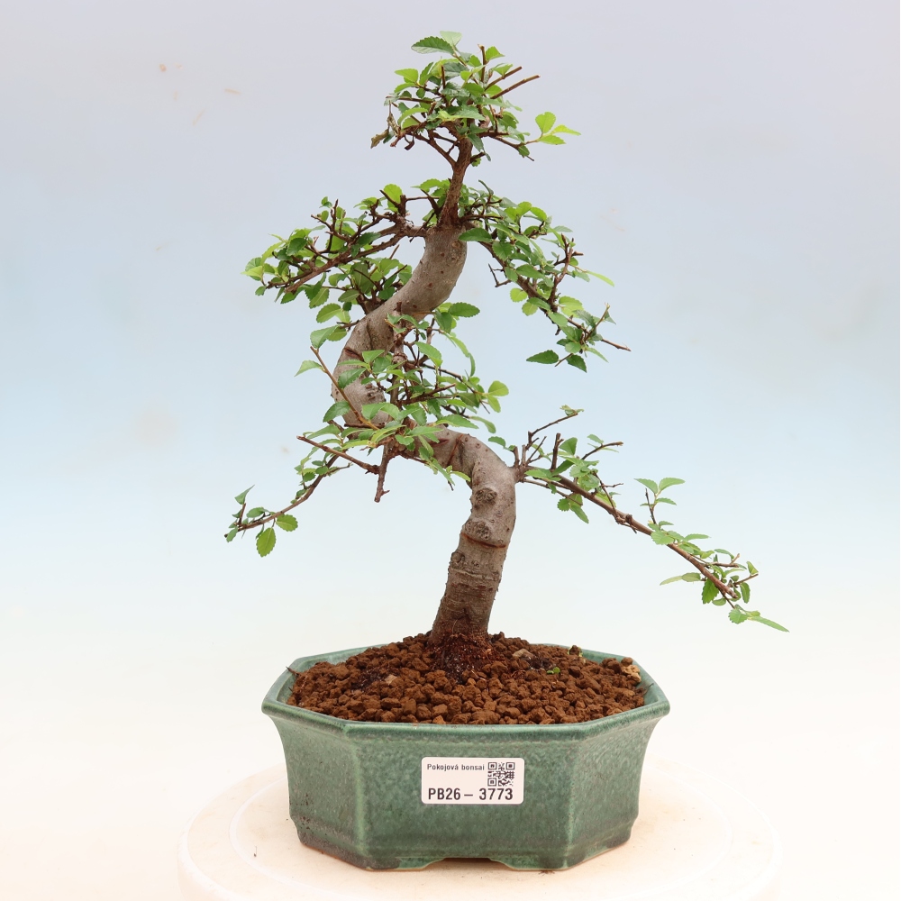 Kamerbonsai - Ulmus parvifolia - Winteriep