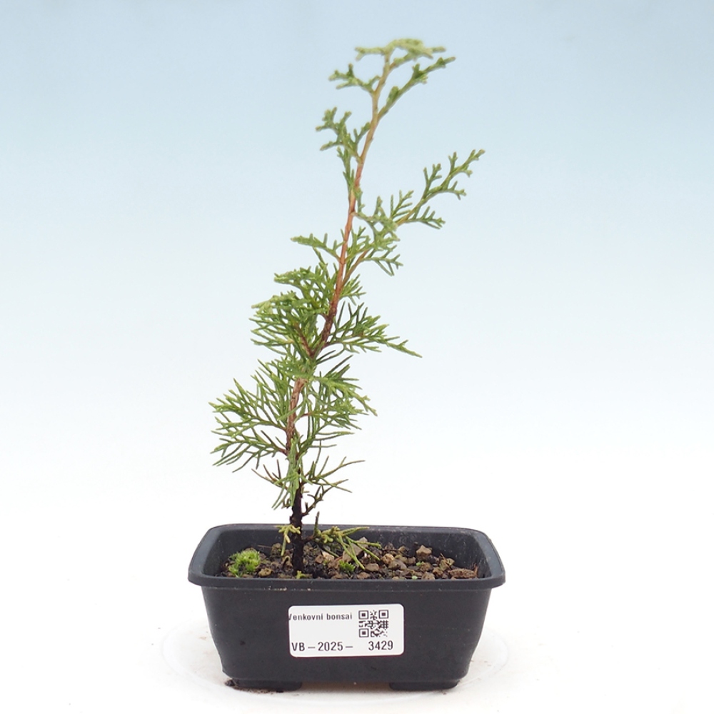 Bonsai voor buiten - Juniperus chinensis Itoigawa